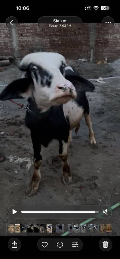 Breeder jhota | Qurbani 2027 | Nilli ravi katta for sale