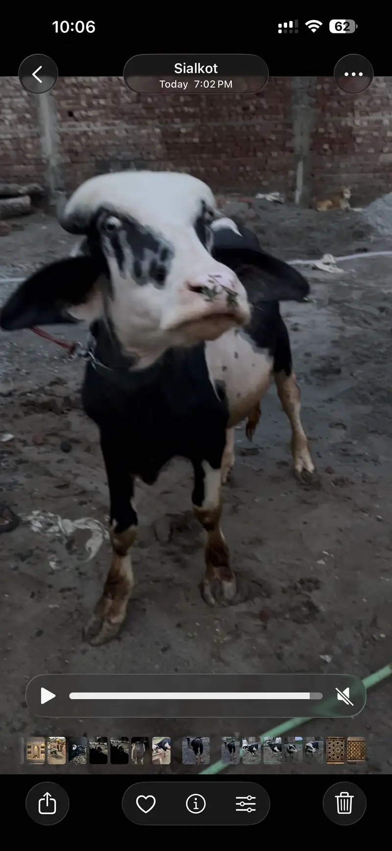 Breeder jhota | Qurbani 2027 | Nilli ravi katta for sale