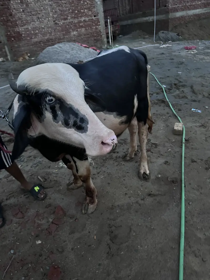 Breeder jhota | Qurbani 2027 | Nilli ravi katta for sale — photo 2