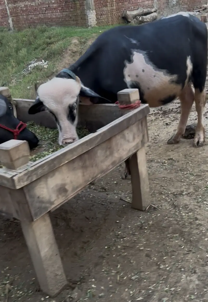Breeder jhota | Qurbani 2027 | Nilli ravi katta for sale — photo 3