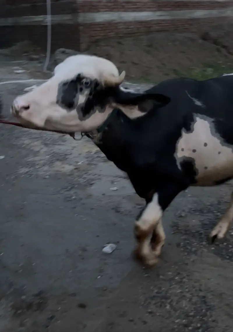 Breeder jhota | Qurbani 2027 | Nilli ravi katta for sale — photo 4