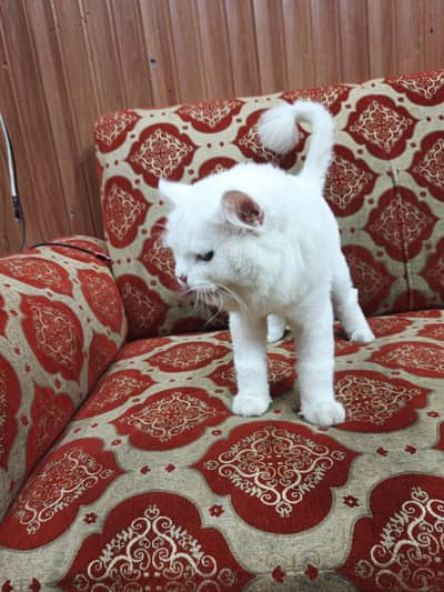 persian cat