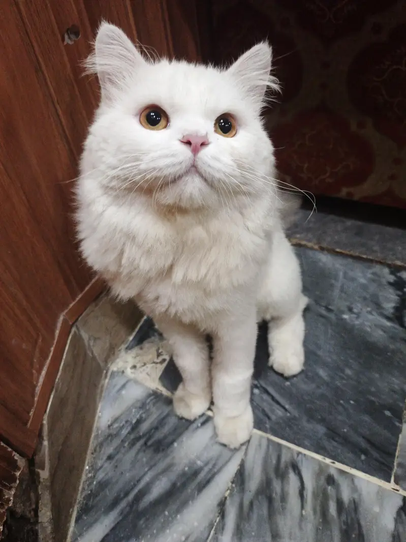 persian cat — photo 2