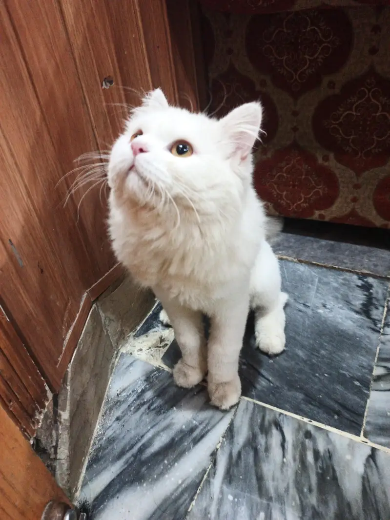 persian cat — photo 3