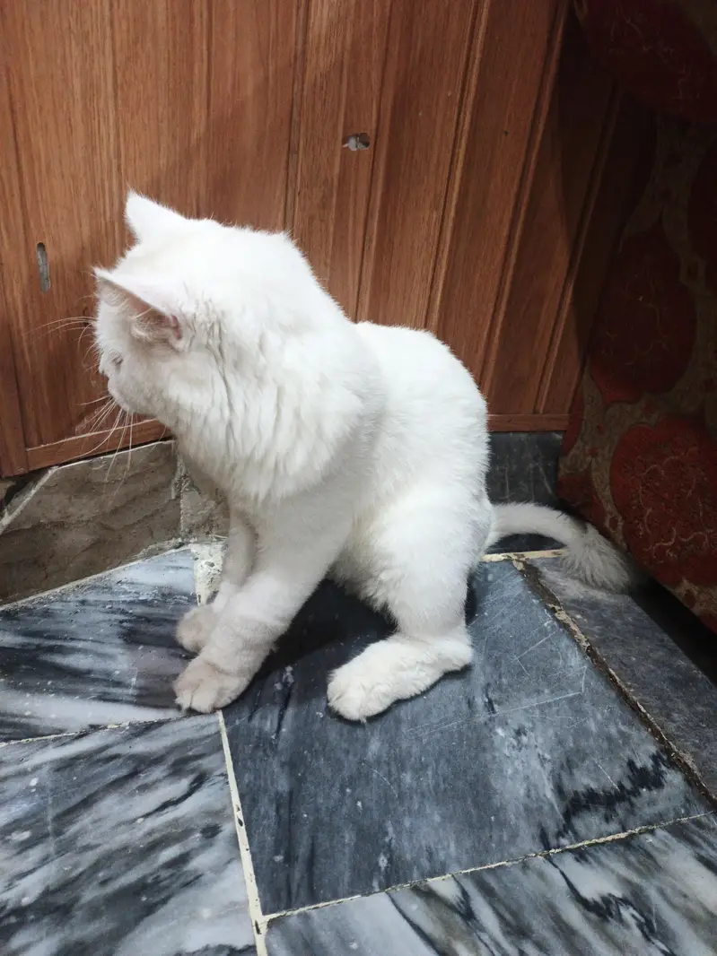persian cat — photo 4