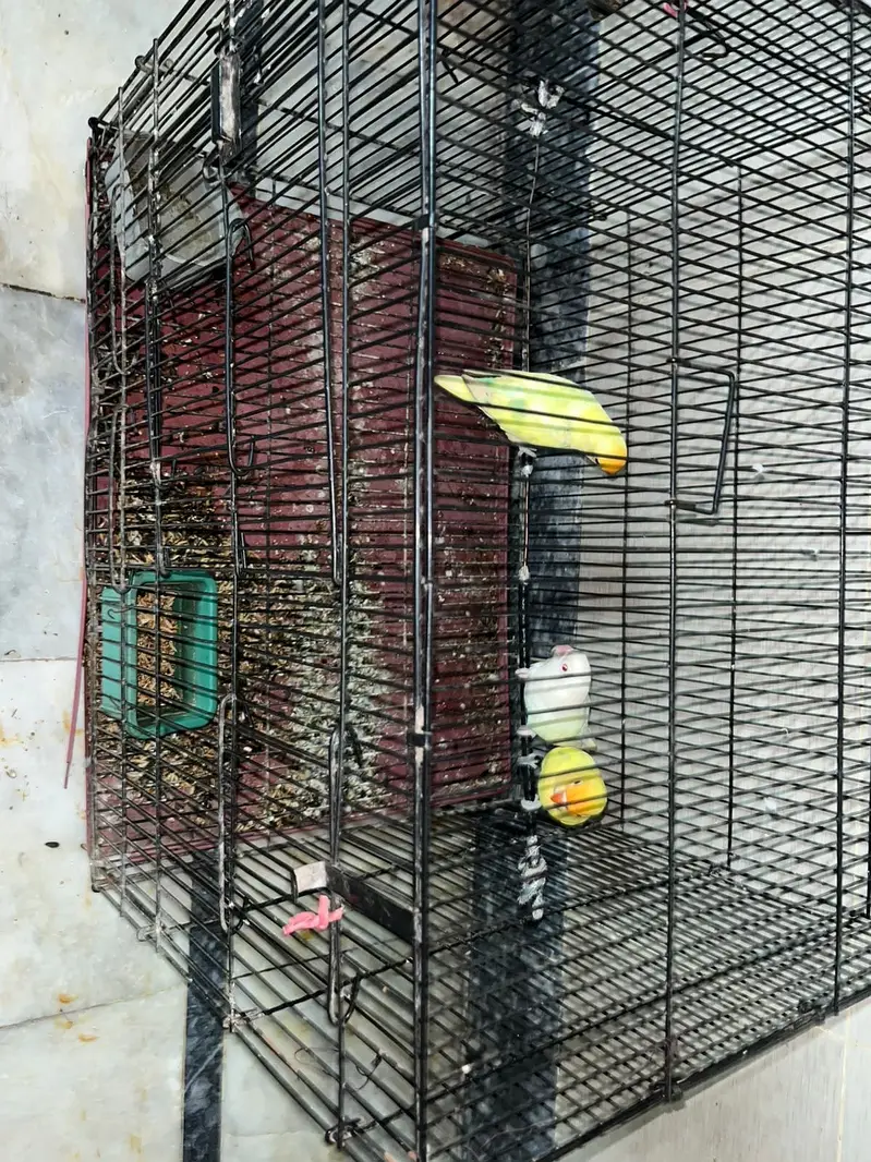 Love birds one pair and one single