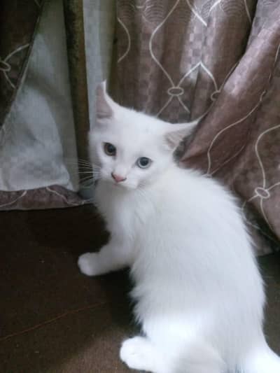  Beautiful White Persian Kitten for Sale – Cute & Healthy