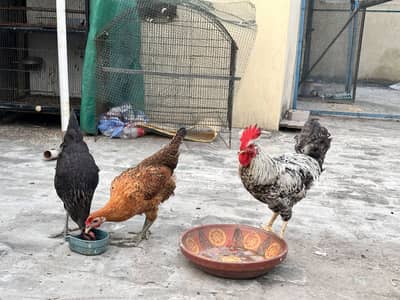 Eggs laying hens for sale - trio