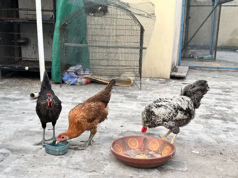 Eggs laying hens for sale - trio — photo 2