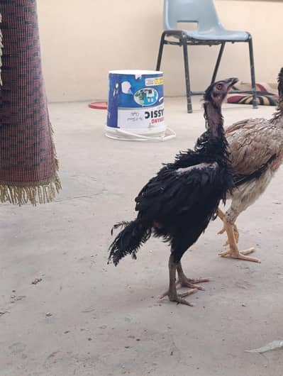 black mushka or cheena aseel chicks with long height aseel maadi