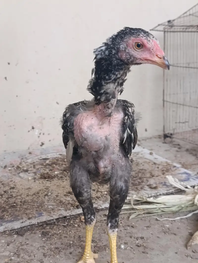 black mushka or cheena aseel chicks with long height aseel maadi — photo 2