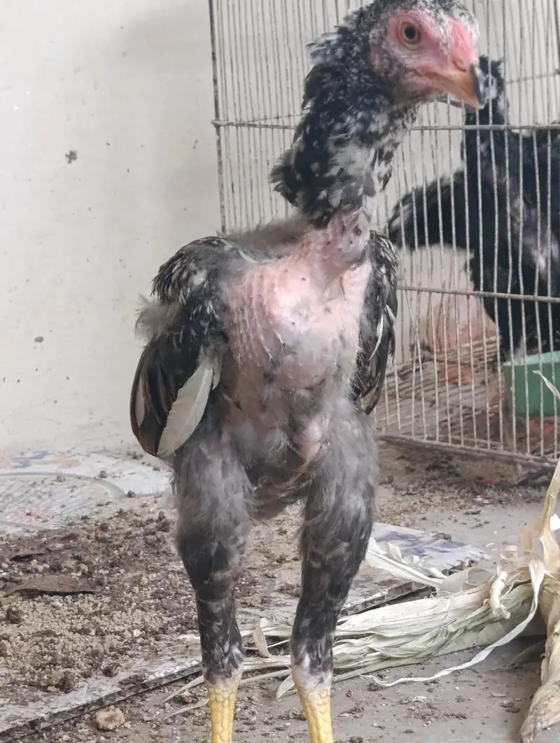 black mushka or cheena aseel chicks with long height aseel maadi — photo 3