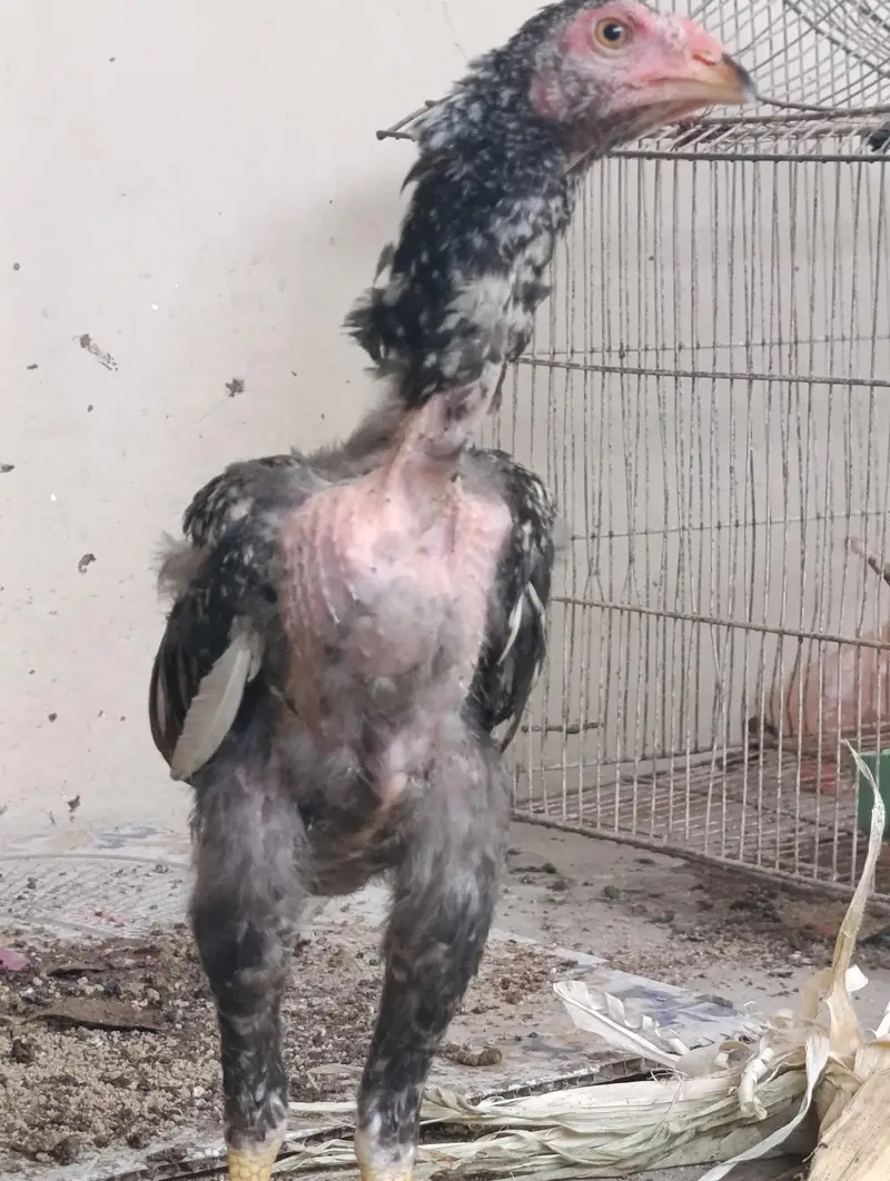 black mushka or cheena aseel chicks with long height aseel maadi — photo 4