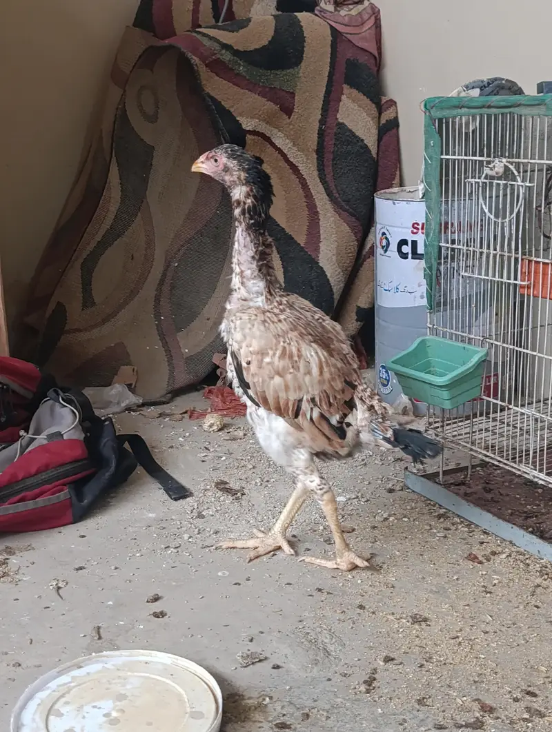 black mushka or cheena aseel chicks with long height aseel maadi — photo 6
