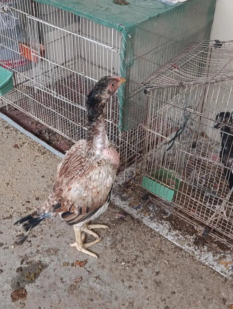 black mushka or cheena aseel chicks with long height aseel maadi — photo 7