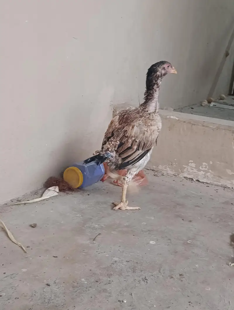 black mushka or cheena aseel chicks with long height aseel maadi — photo 8