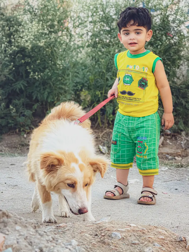 Border collie Male trained — photo 2
