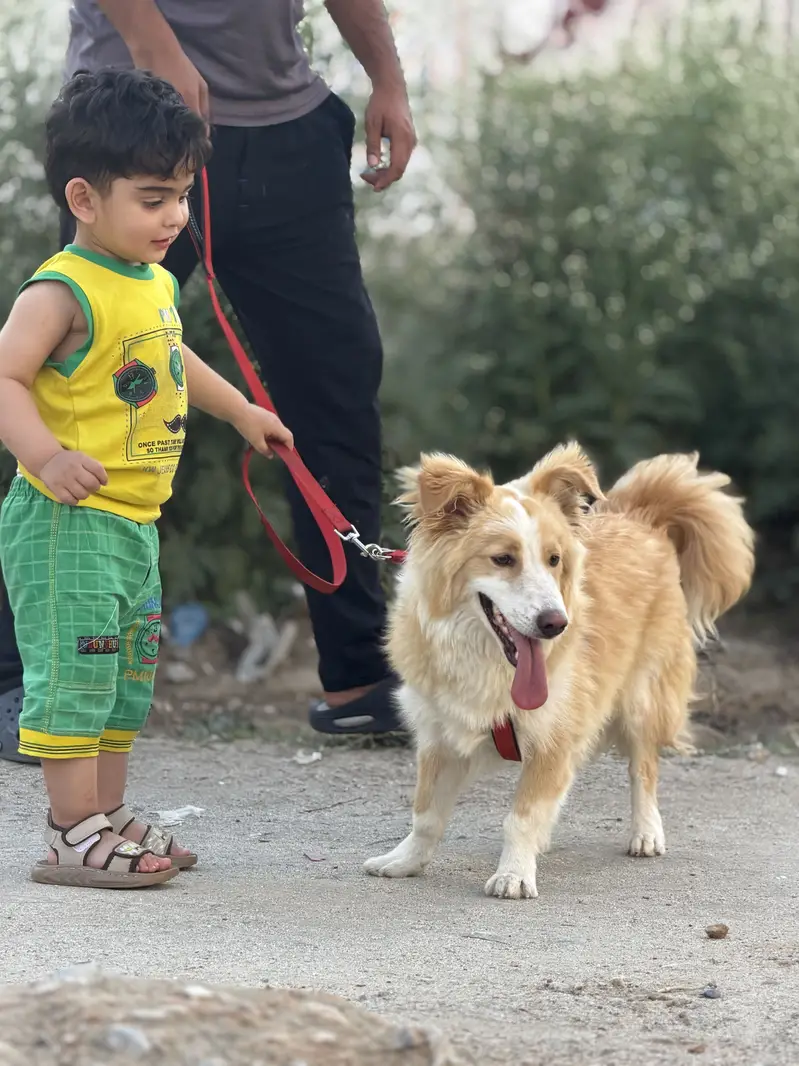 Border collie Male trained — photo 6