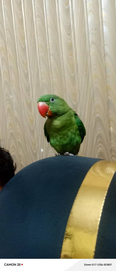 raw parrot he male age 5moths number 3231461233