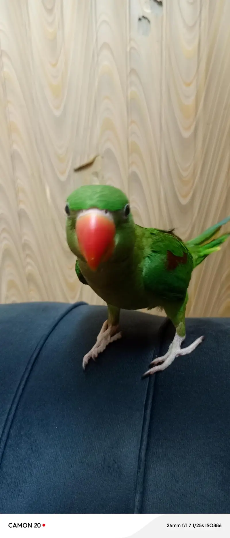 raw parrot he male age 5moths number 3231461233 — photo 2