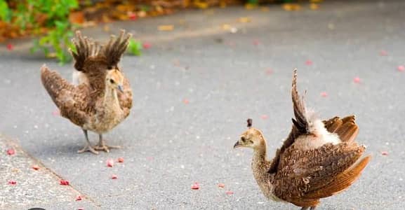 Peacock chicks