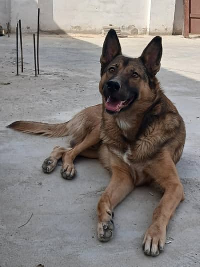 Best guard dog avalible