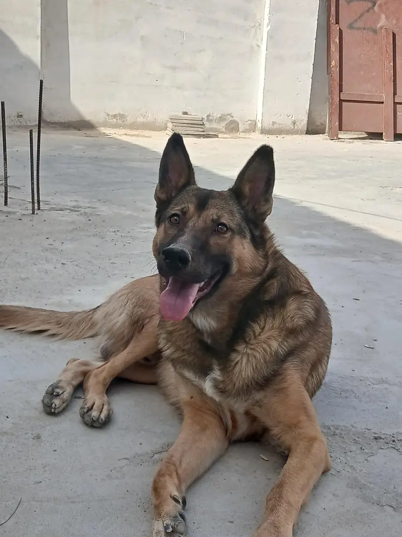 Best guard dog avalible — photo 2
