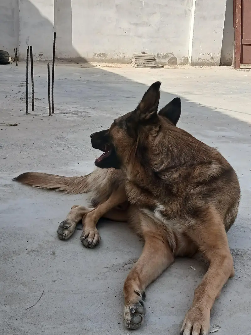 Best guard dog avalible — photo 3