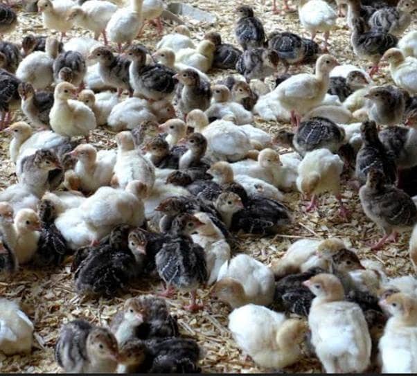 Turkey chicks 1