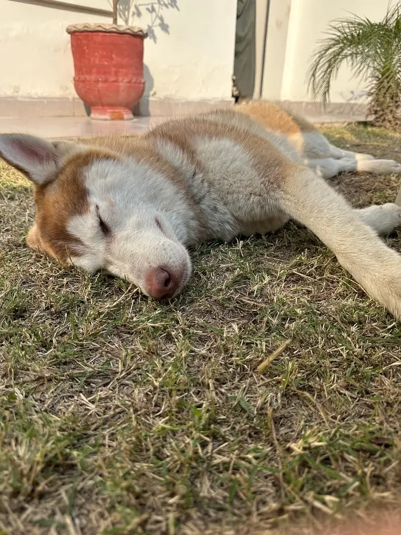 Siberian husky — photo 2