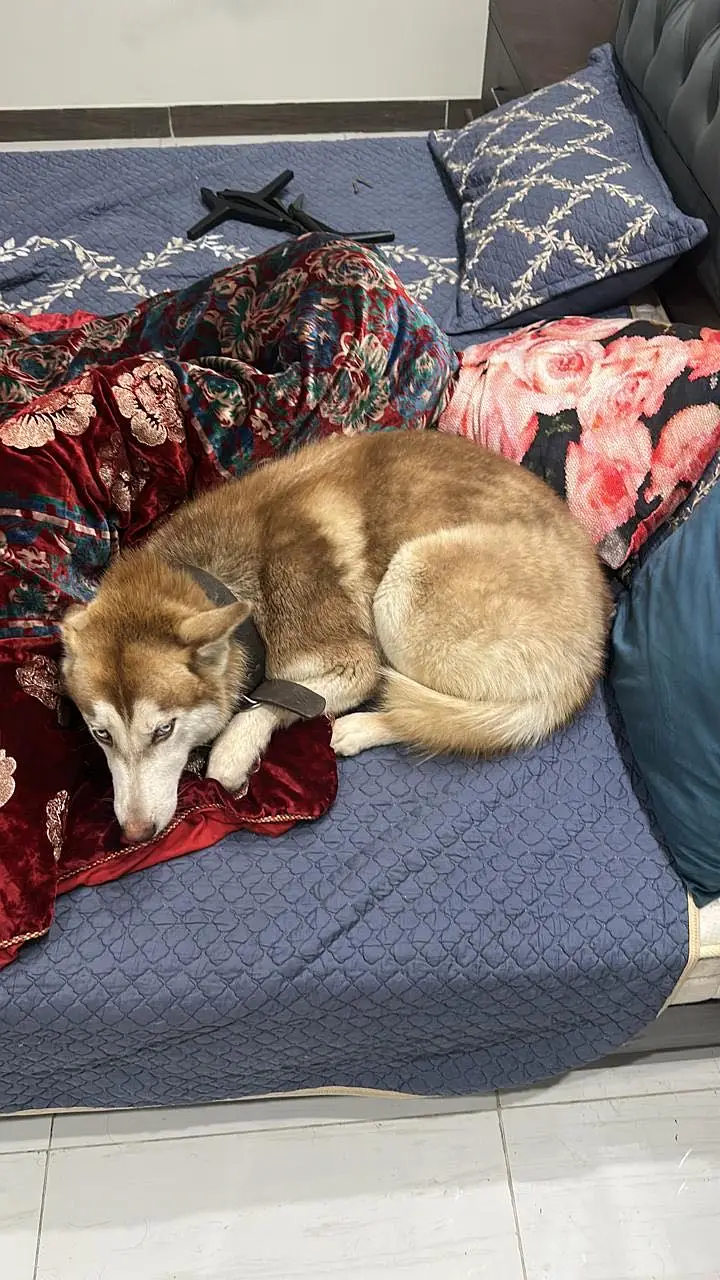 Siberian husky — photo 3