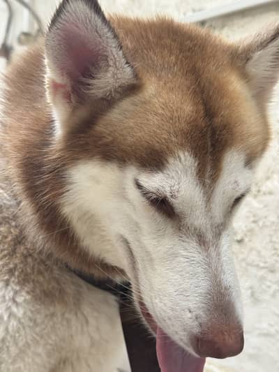 Siberian husky