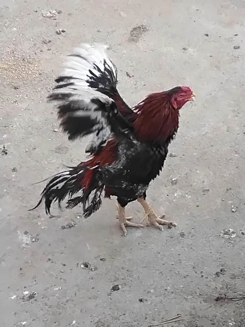 aseel mainwali pure aseel — photo 3
