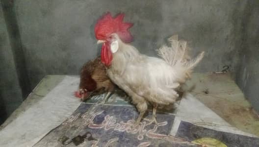 hens pair sale