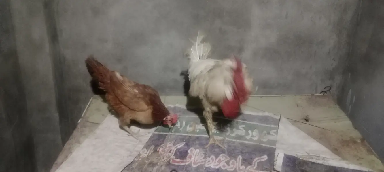 hens pair sale — photo 2