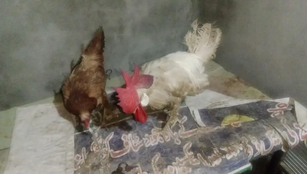 hens pair sale — photo 3
