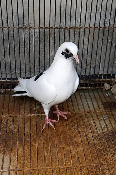 Low flyer pigeon