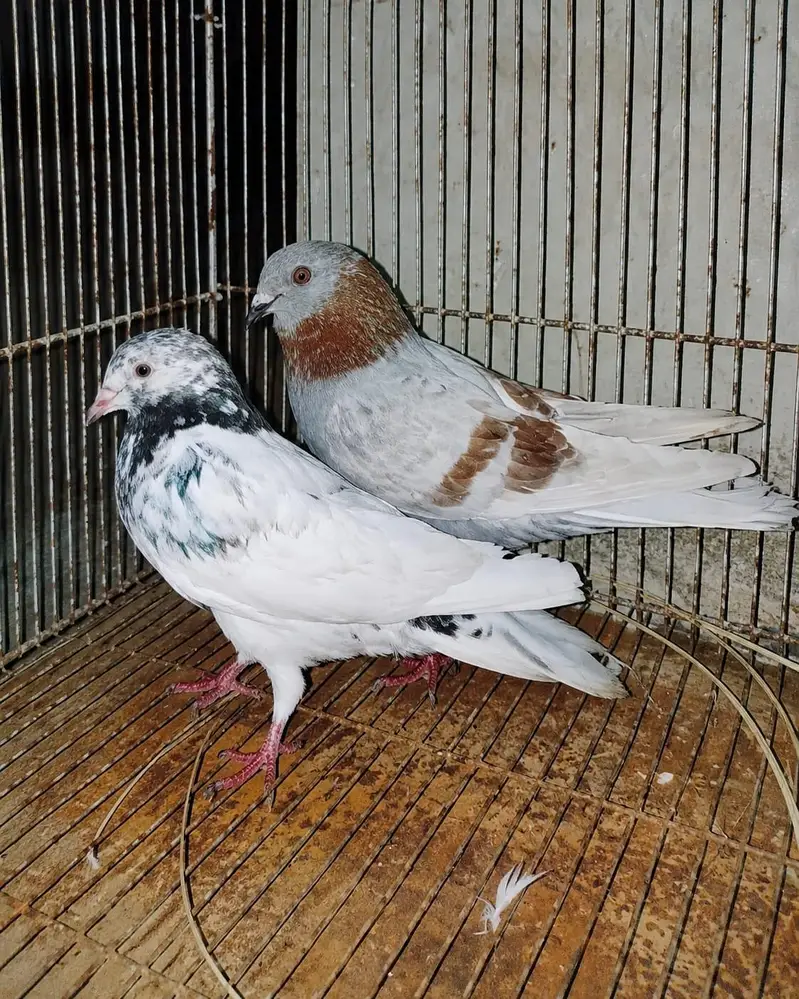 Urgent sale. . . . . . 2 fancy  and 1 golden female — photo 2