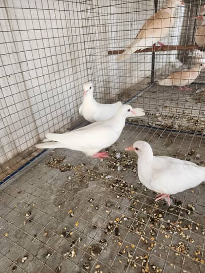 White Dove pair