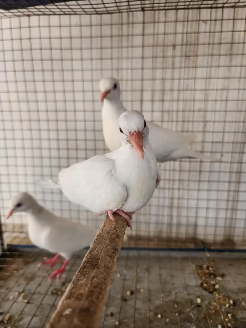 White Dove pair — photo 2