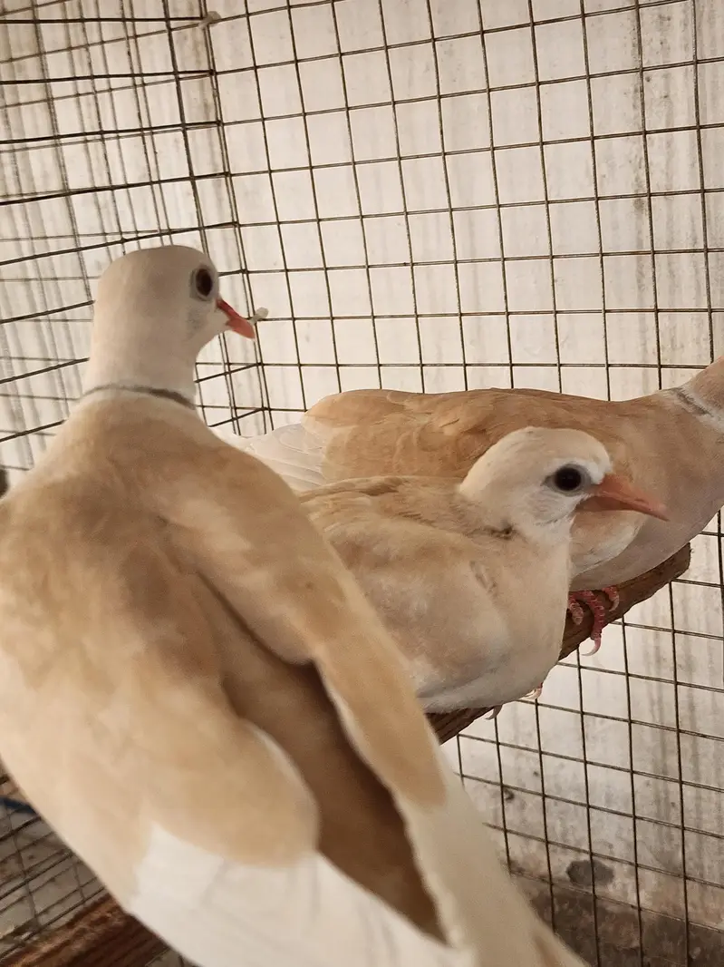 White Dove pair — photo 3