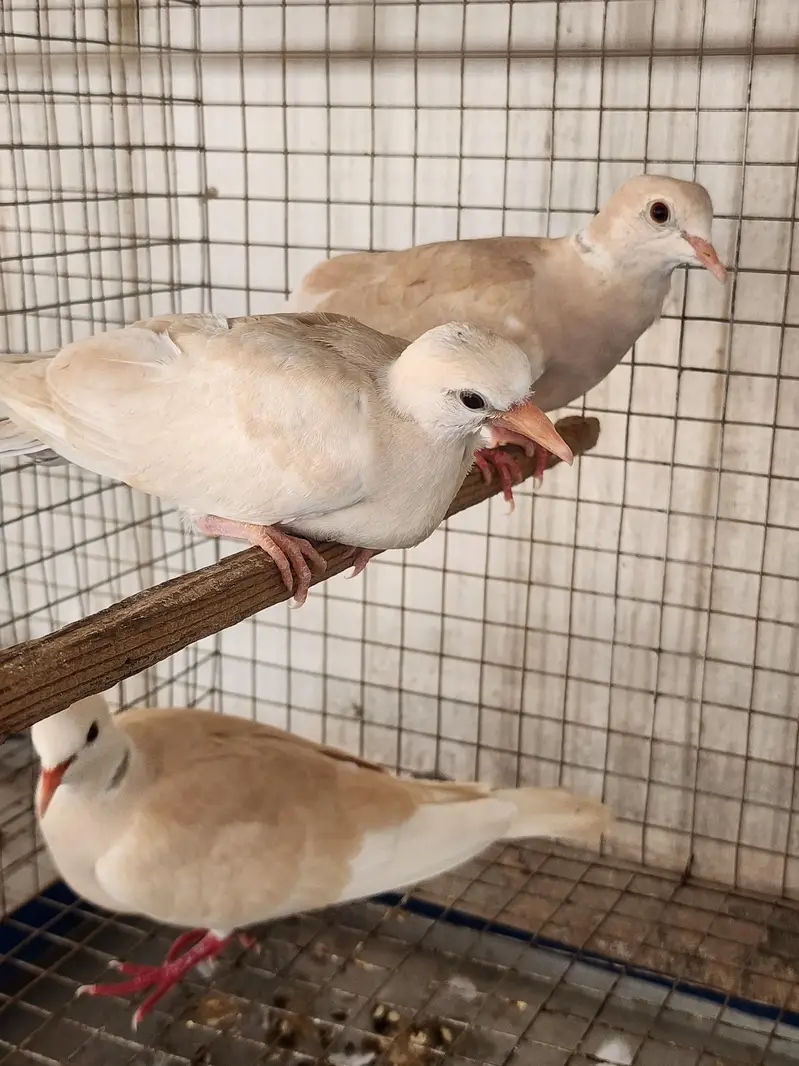 White Dove pair — photo 4