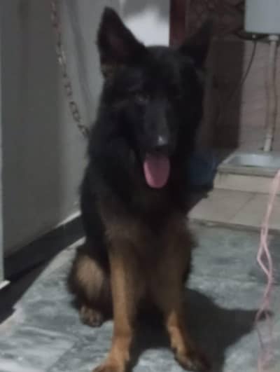 German shepherd for sale
