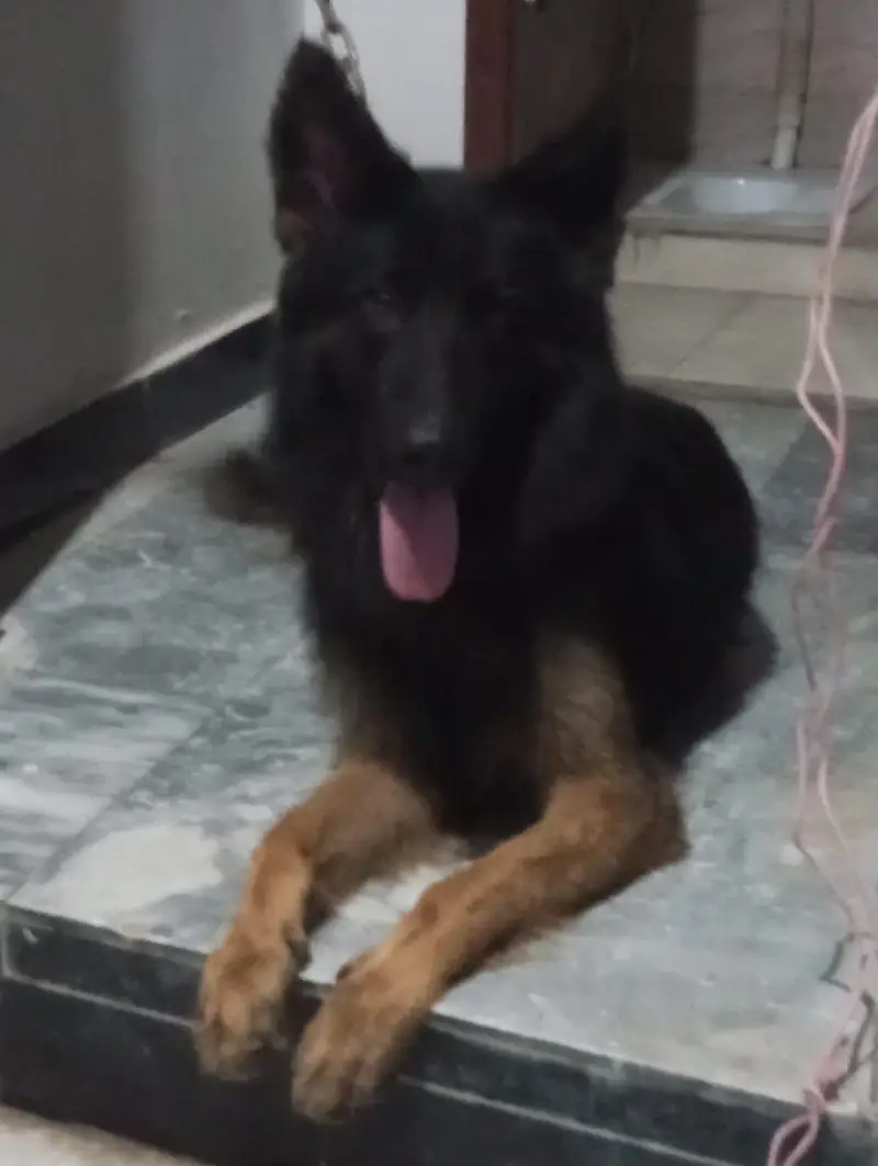 German shepherd for sale — photo 2