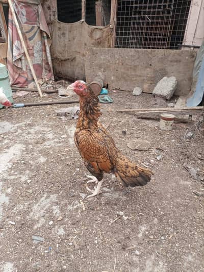Shajri Female