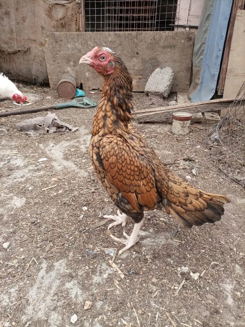 Shajri Female — photo 2