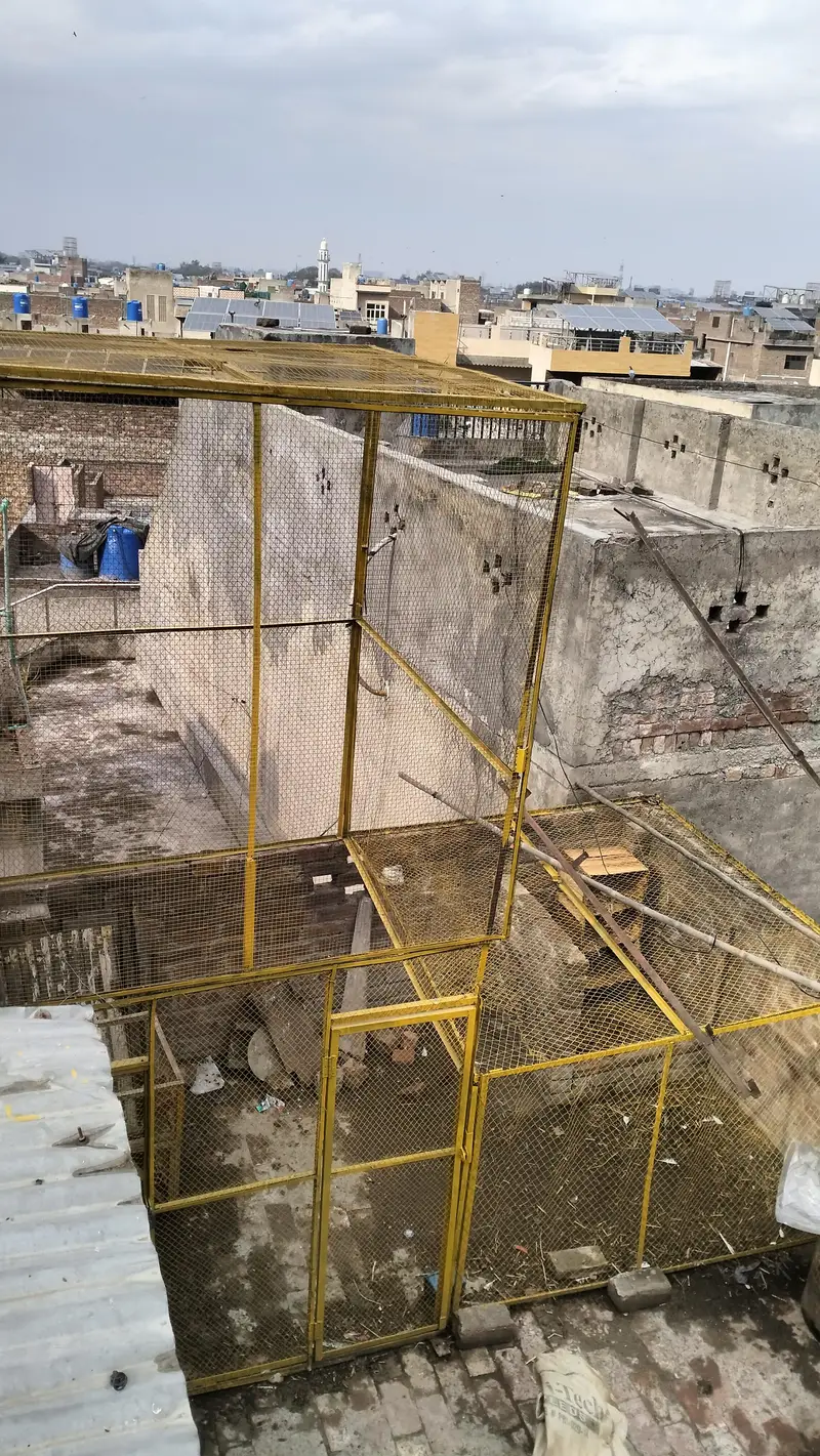 SB pice MN ha cage ,7 /7 k hn — photo 2