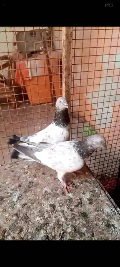 silver pair