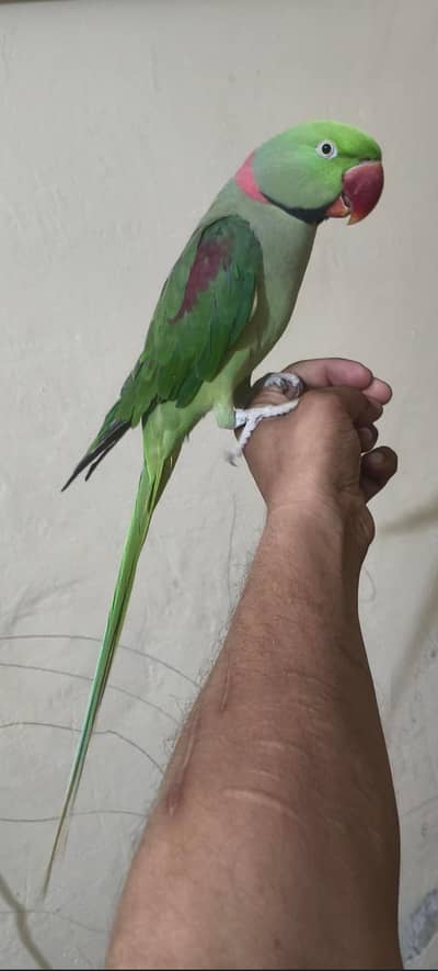 0315-5553940.  urgent sale my parrots