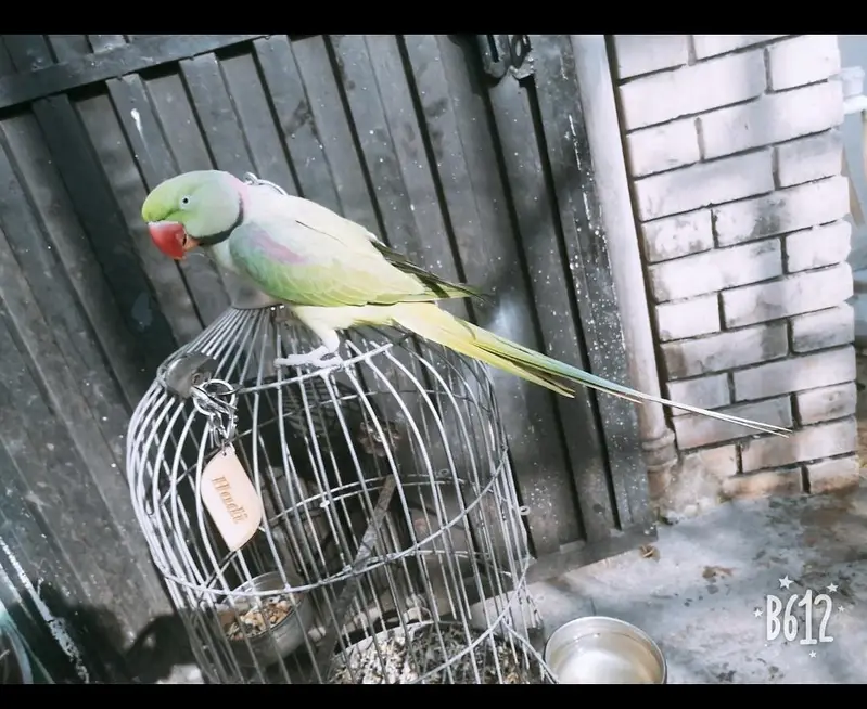 0315-5553940.  urgent sale my parrots — photo 2